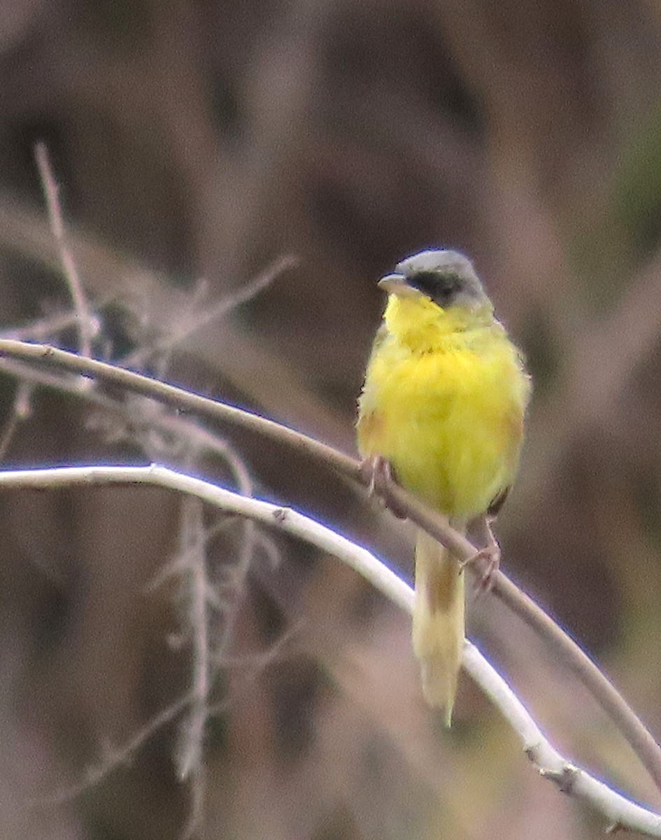 Gray-crowned Yellowthroat - ML641862097