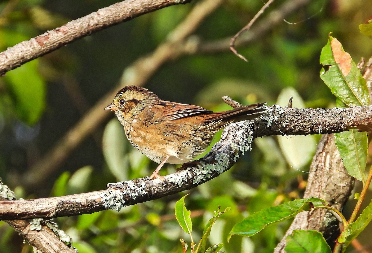 Swamp Sparrow - ML641862100