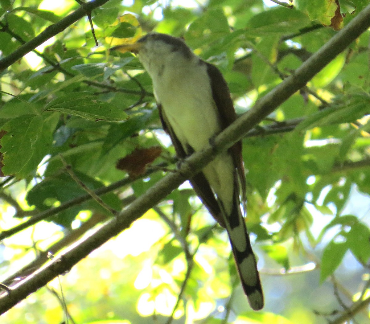 Yellow-billed Cuckoo - ML641862121