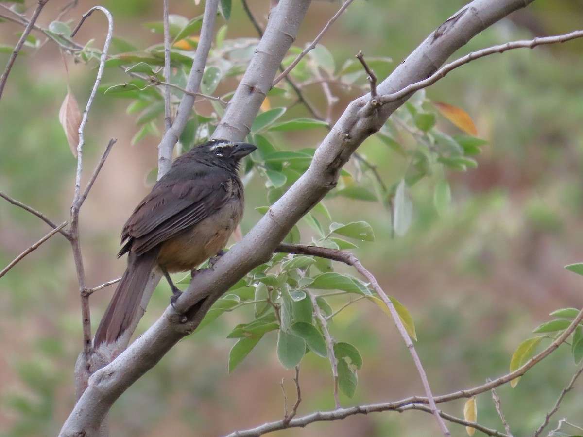 Cinnamon-bellied Saltator - ML641862146
