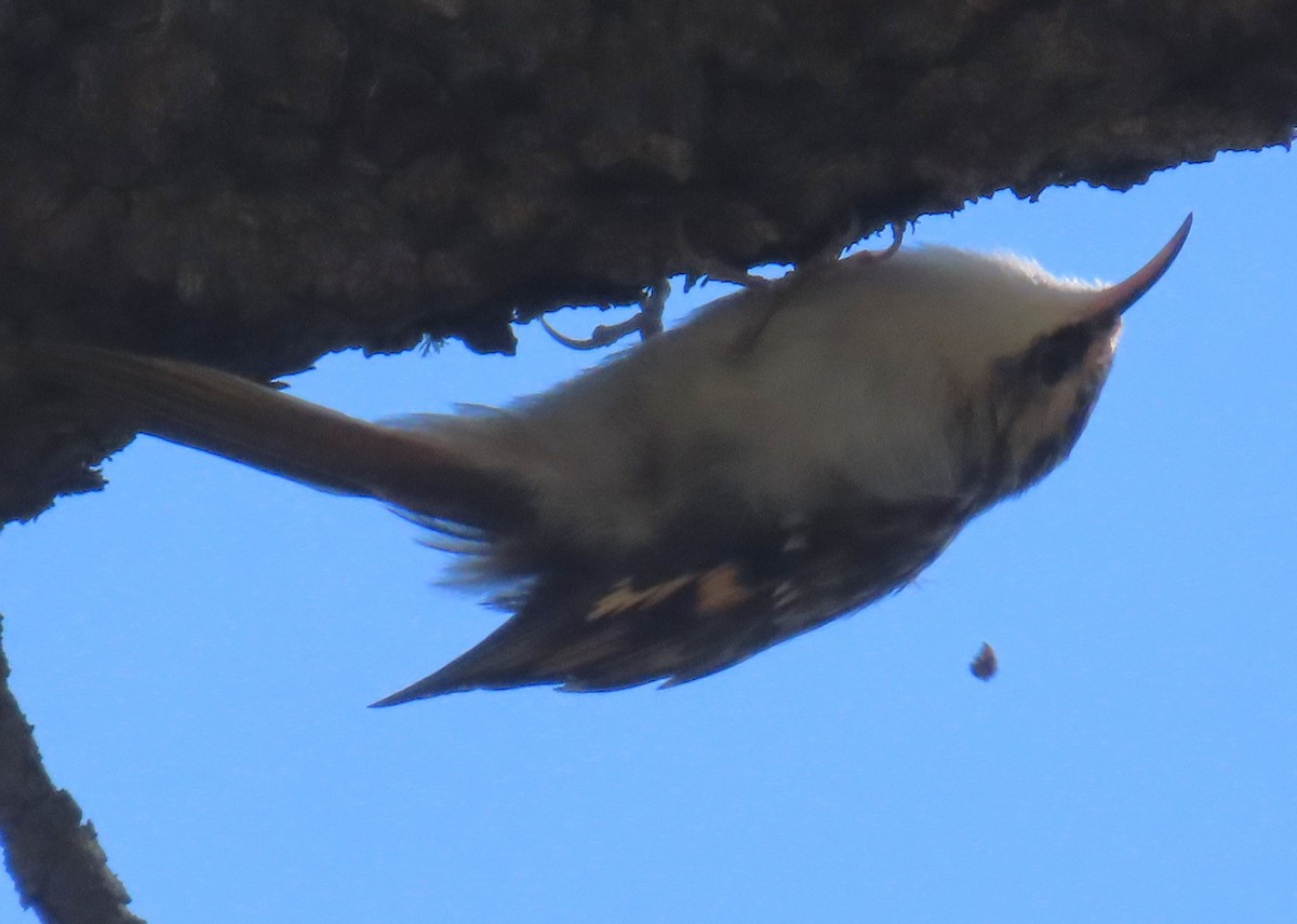 Brown Creeper - ML641862148