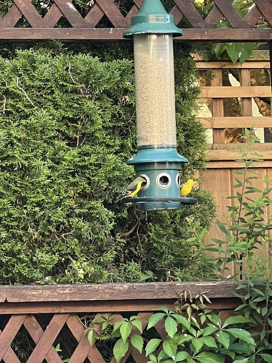 Lesser Goldfinch - ML641862158