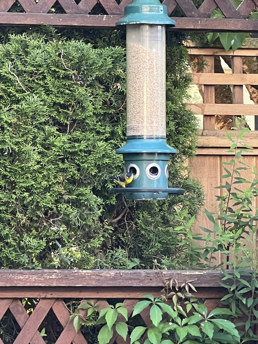 Lesser Goldfinch - ML641862159