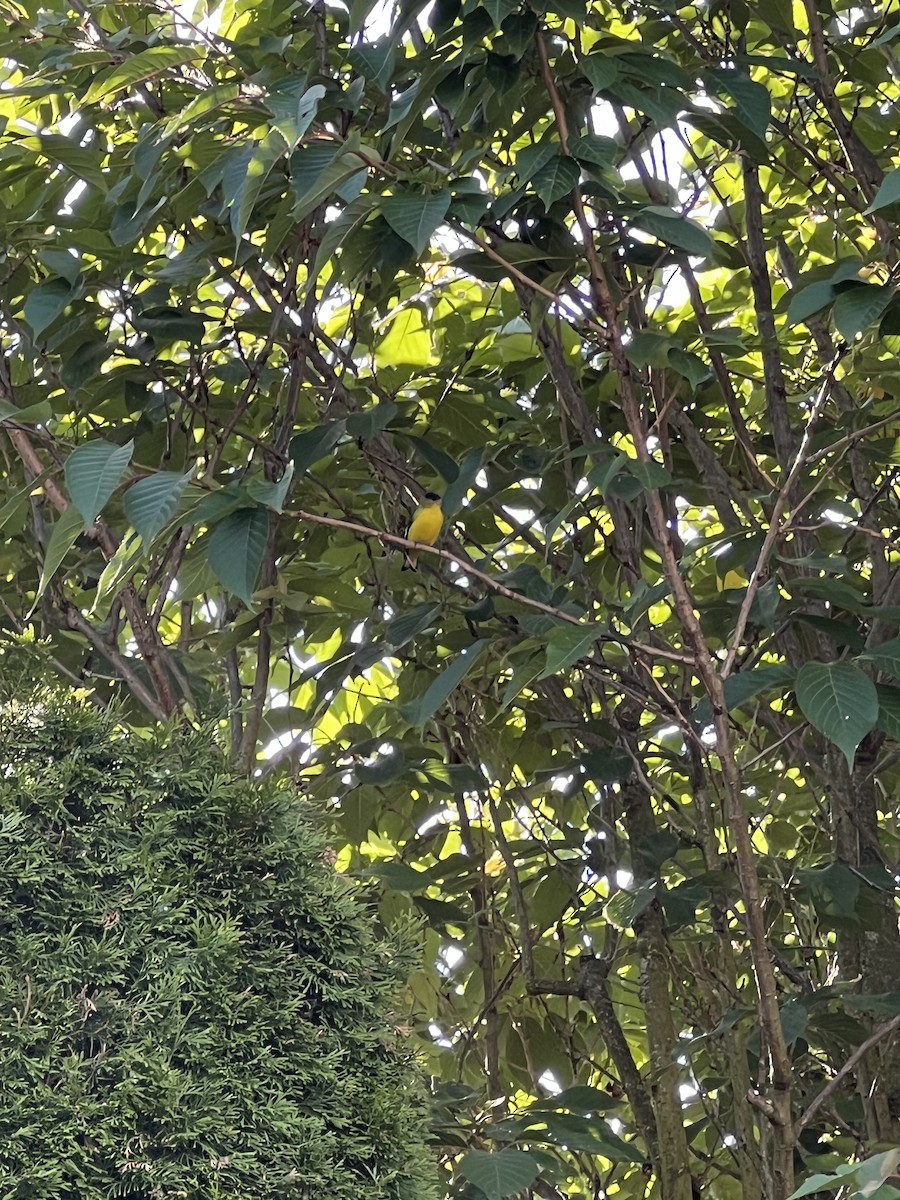 Lesser Goldfinch - ML641862162