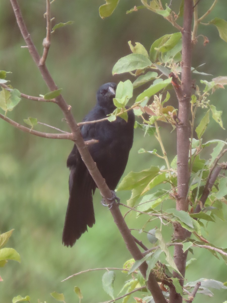 Melodious Blackbird - ML641862190