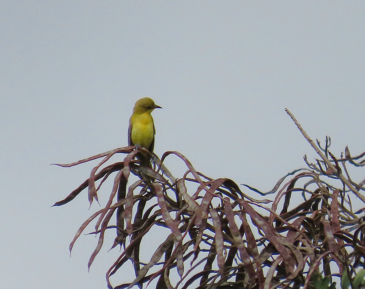 Orchard Oriole - ML641862207
