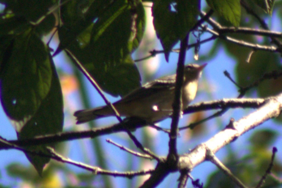 Bay-breasted Warbler - ML641862208