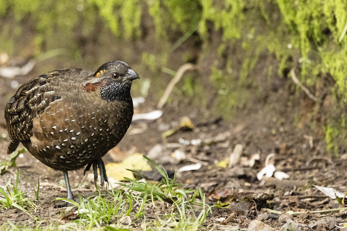 Spotted Wood-Quail - ML641862209