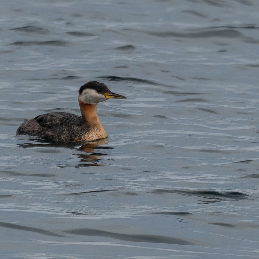 Red-necked Grebe - ML641862229