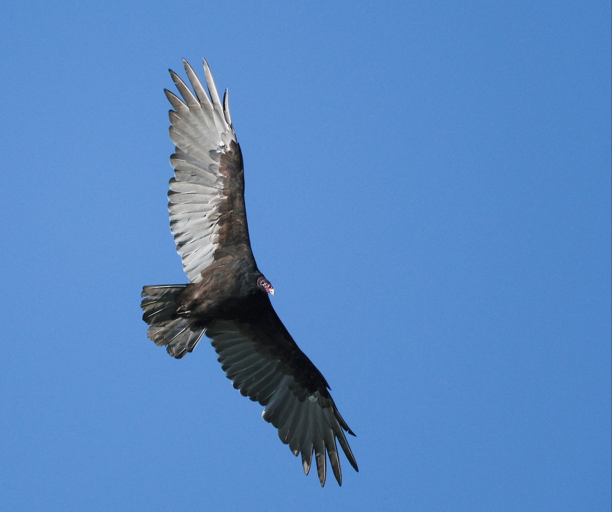Turkey Vulture - ML641862250