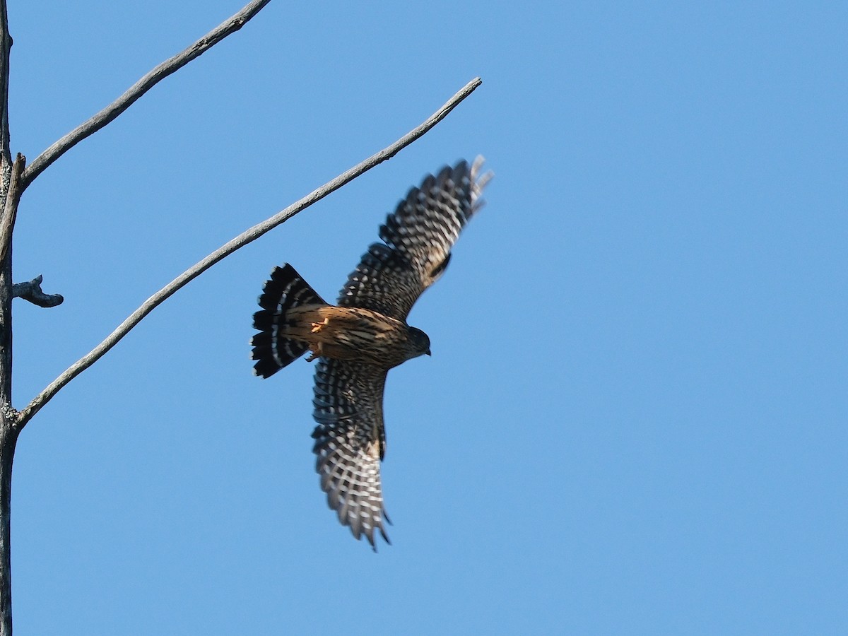 Merlin - ML641862266