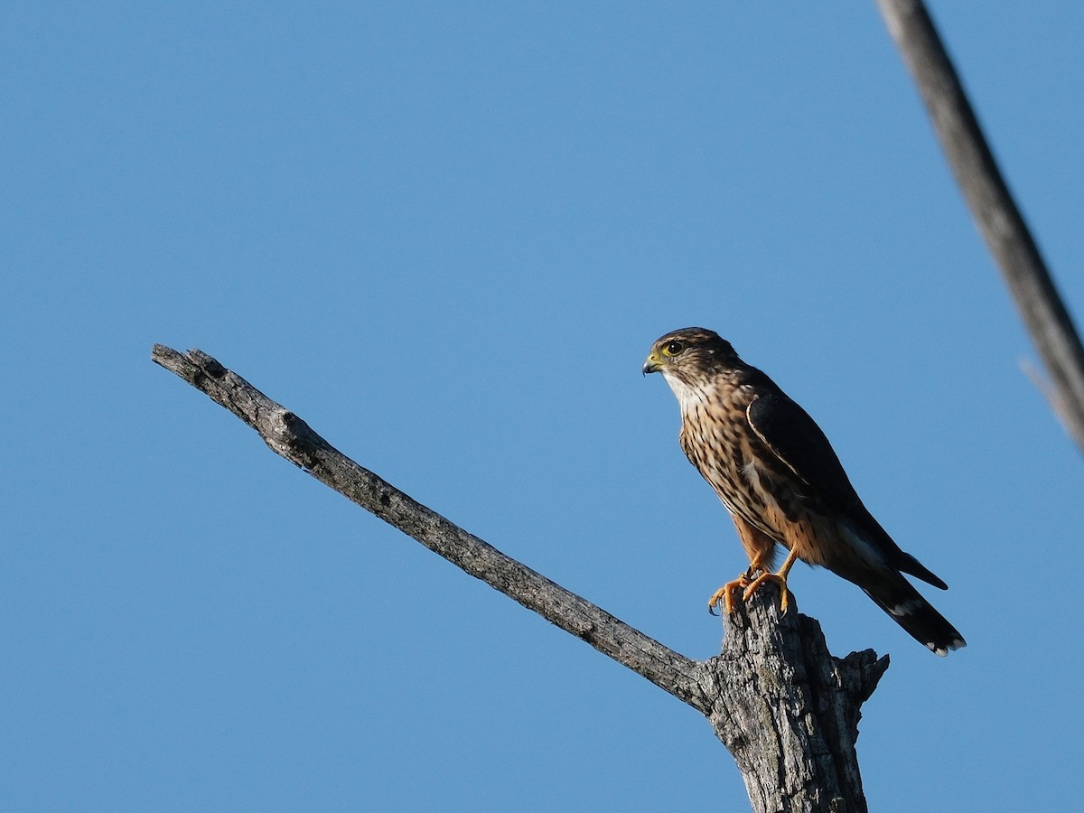 Merlin - ML641862267