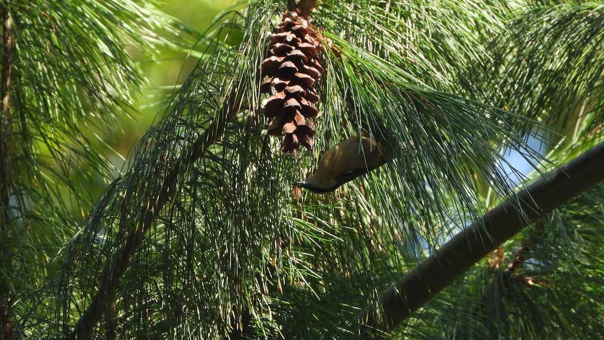 Red-breasted Nuthatch - ML641862280