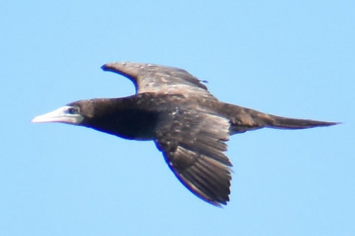 Brown Booby (Atlantic) - ML641862282