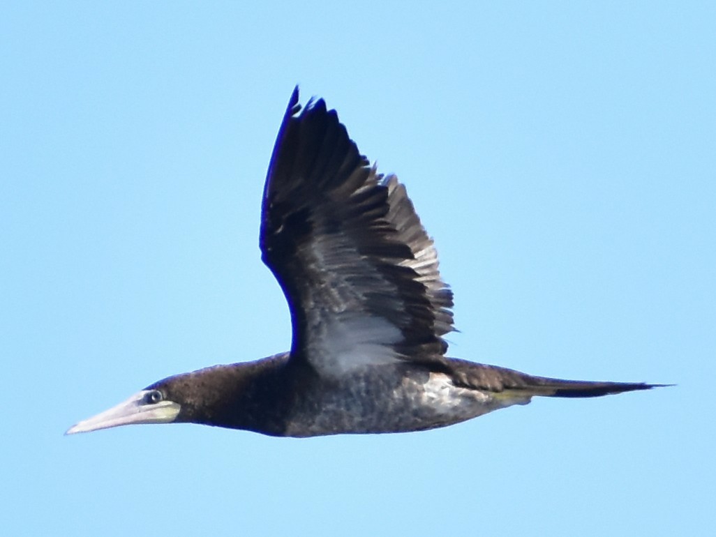 Brown Booby (Atlantic) - ML641862283