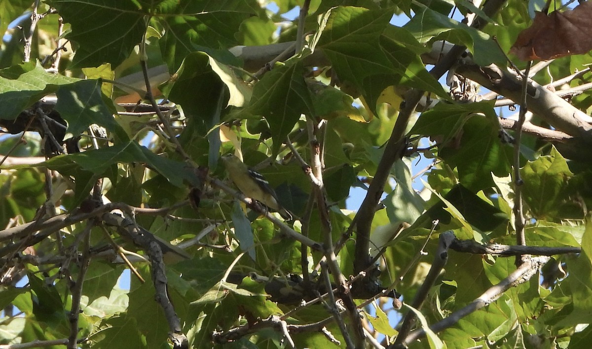 Bay-breasted Warbler - ML641862290