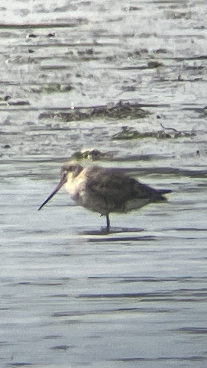 Hudsonian Godwit - ML641862305