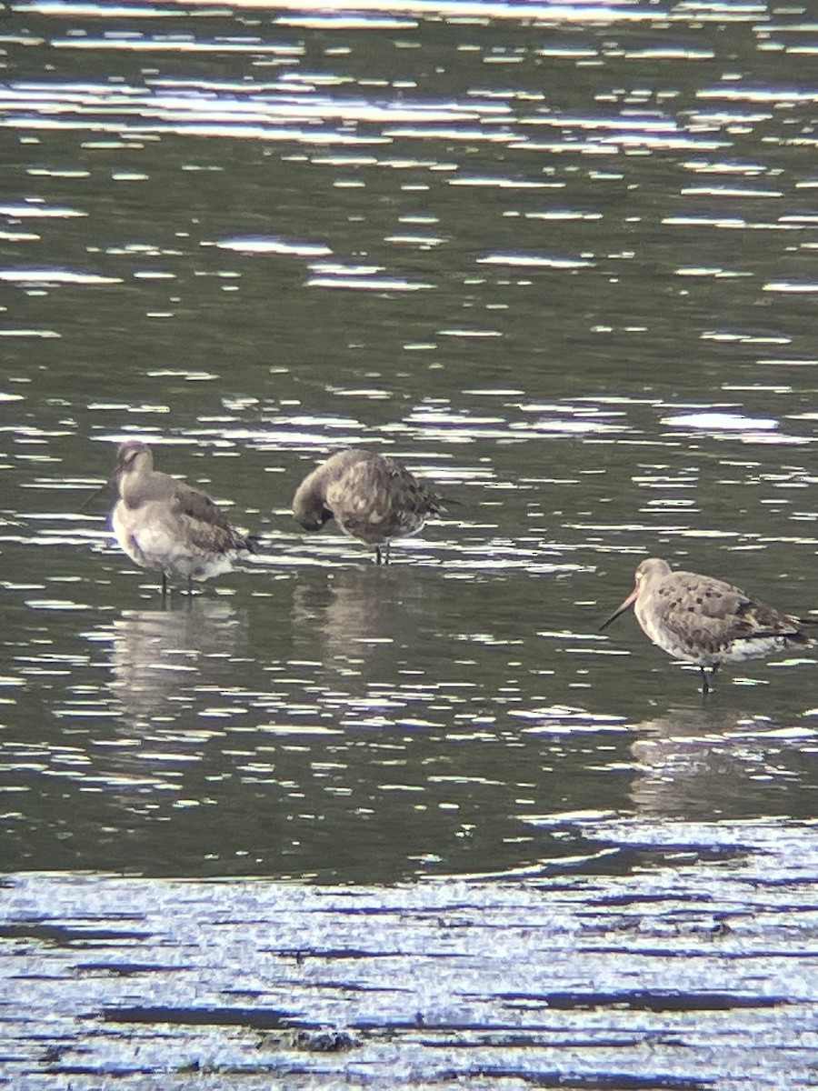 Hudsonian Godwit - ML641862306