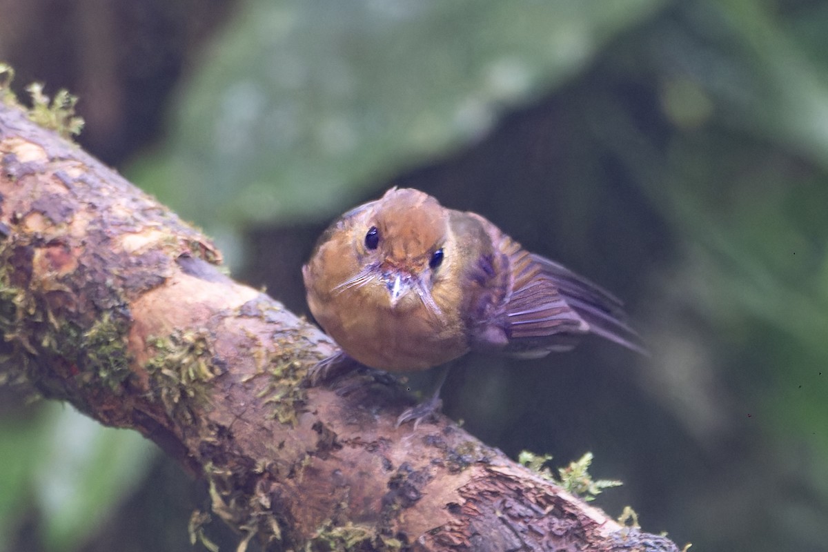 Tawny-breasted Flycatcher - ML641862307