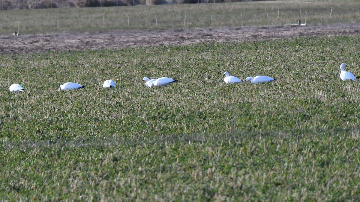 Snow Goose - ML641862308