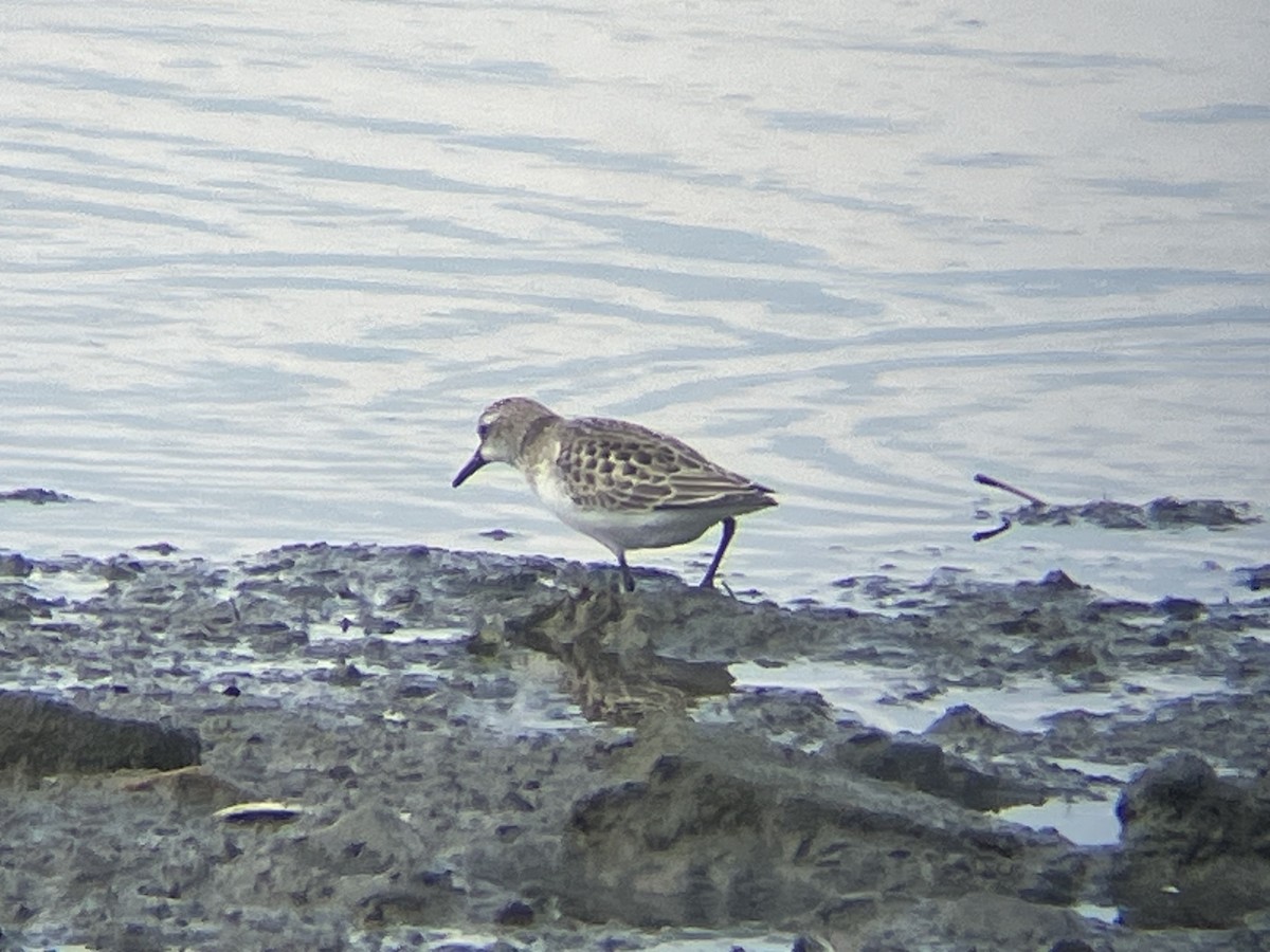 Semipalmated Sandpiper - ML641862316