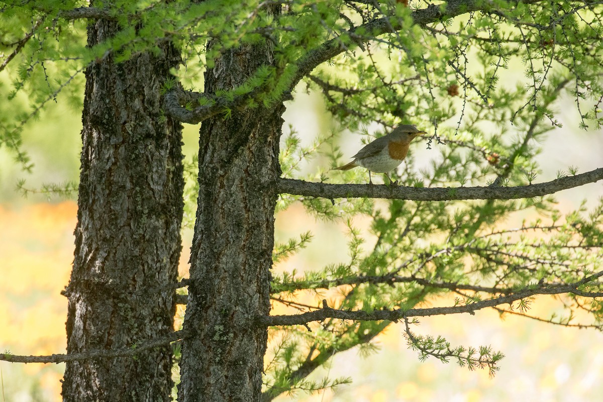 Grive à gorge rousse - ML641862324