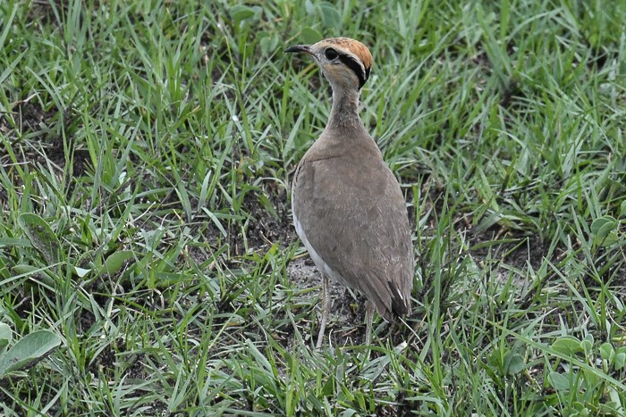 Temminckrennvogel - ML641862336