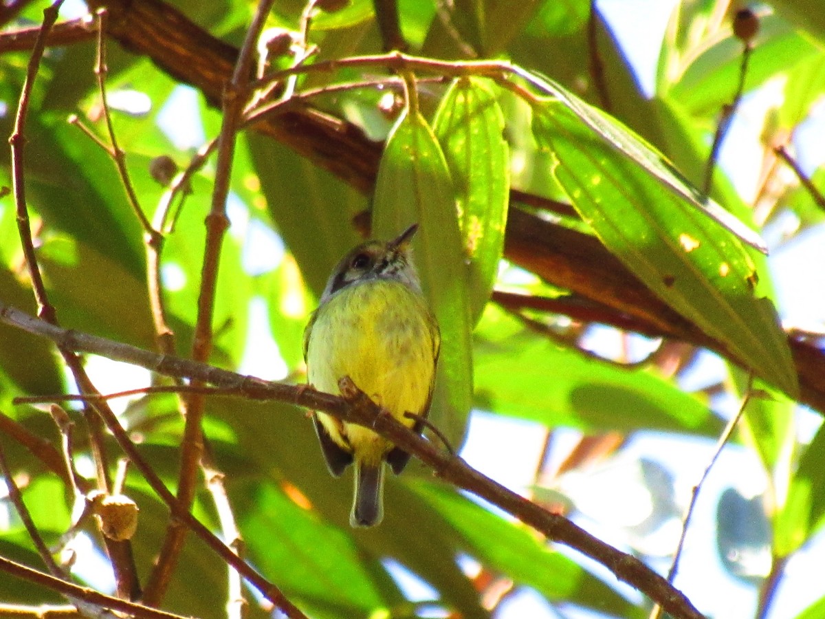 Eared Pygmy-Tyrant - ML641862342