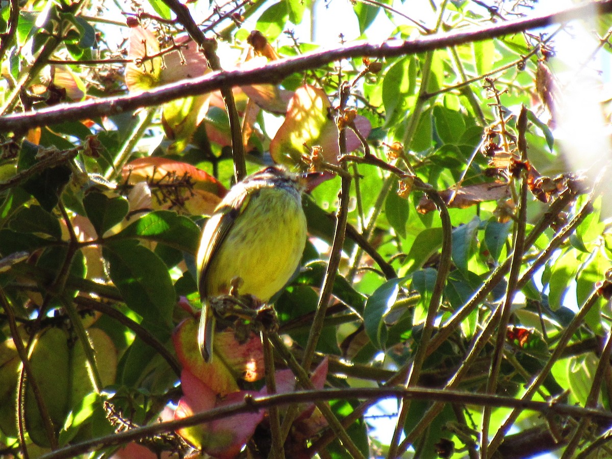 Eared Pygmy-Tyrant - ML641862343
