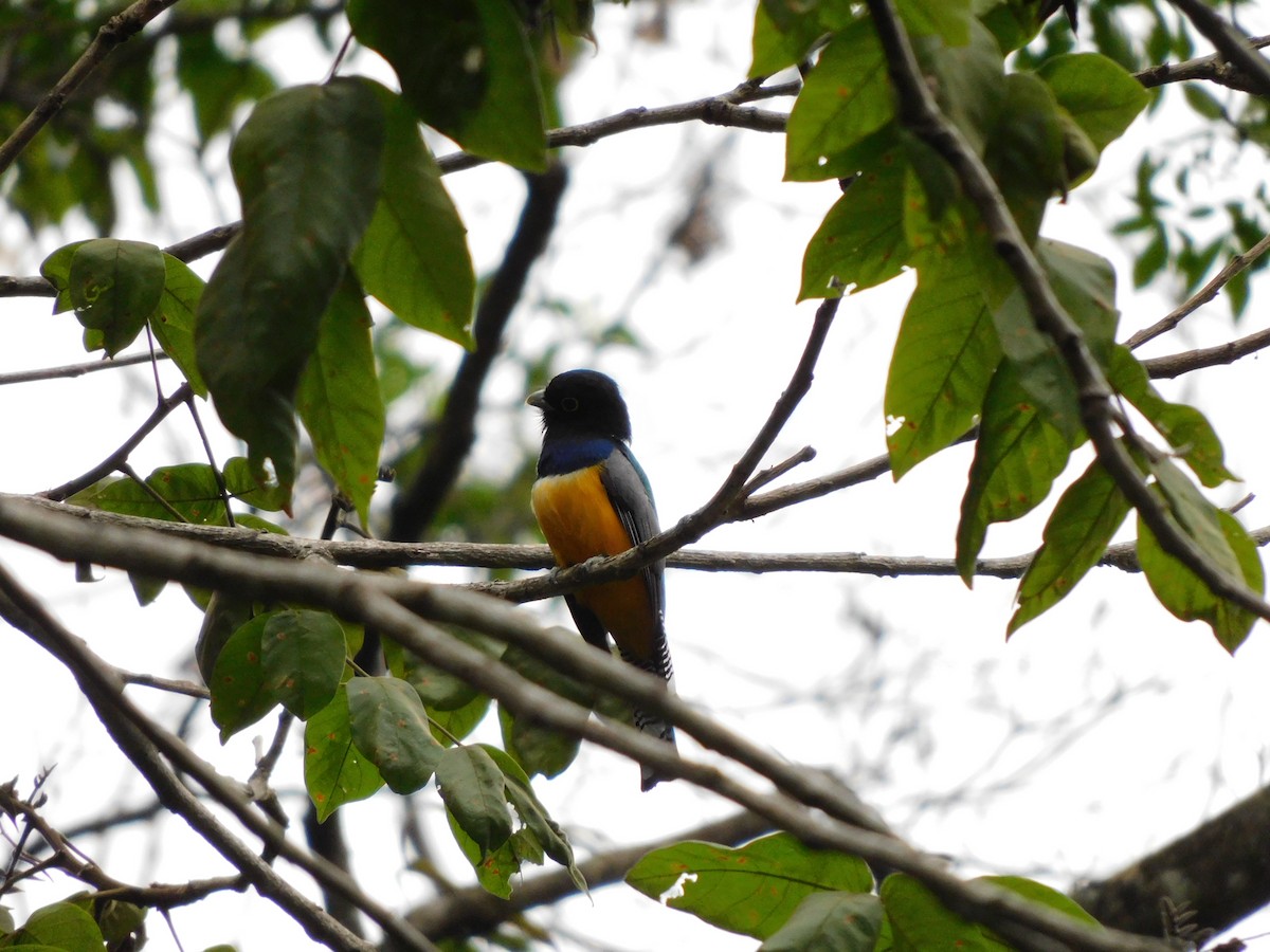 Gartered Trogon - ML641862349