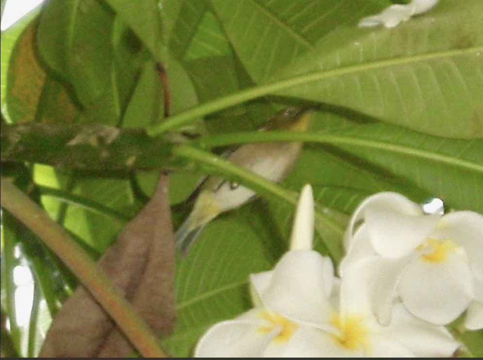 Warbling White-eye - ML641862360