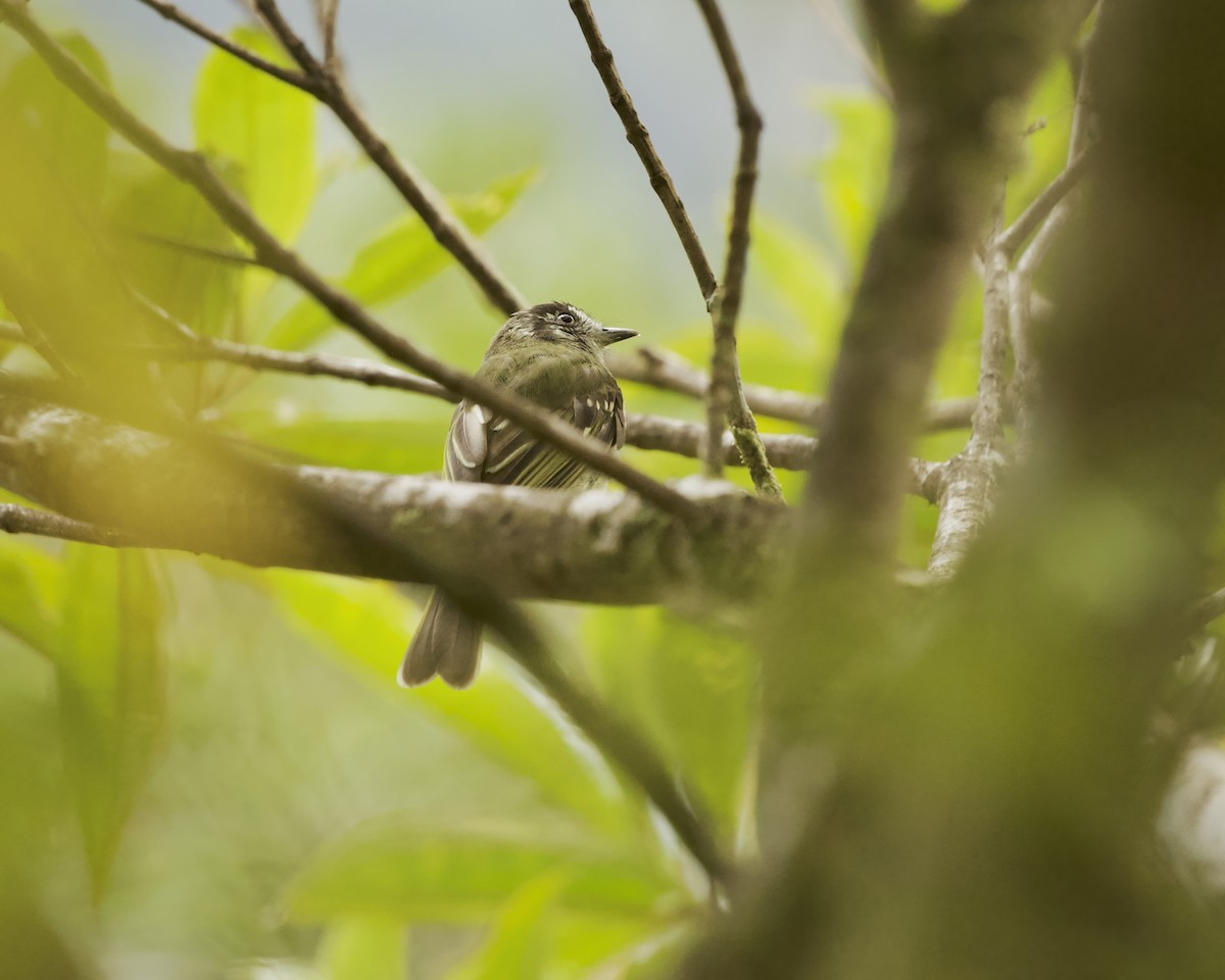 Slaty-capped Flycatcher - ML641862367