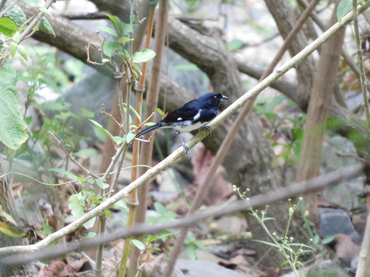 Black-and-white Tanager - ML641862368