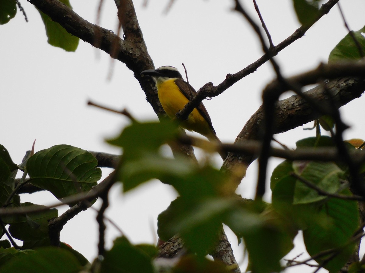båtnebbtyrann (chrysogaster) - ML641862402