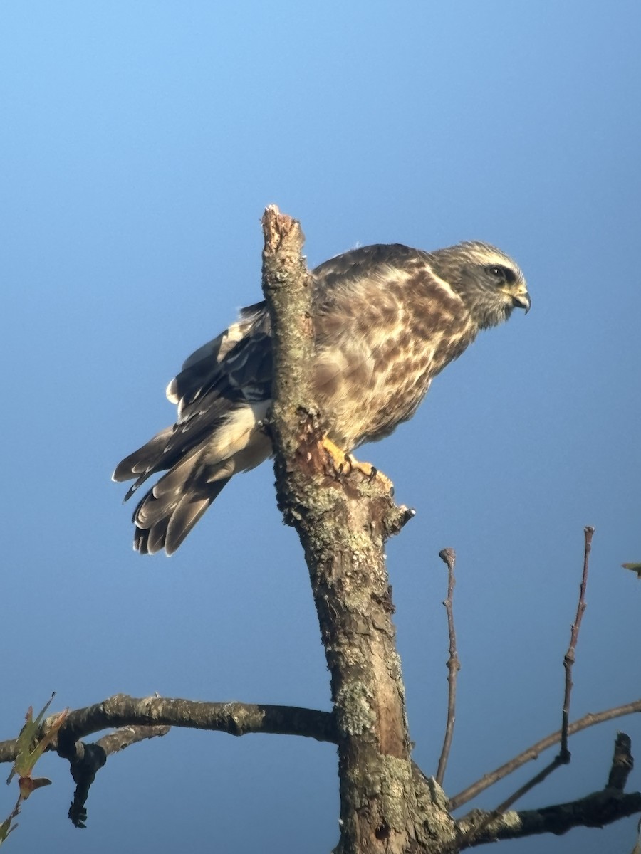 Mississippi Kite - ML641862403