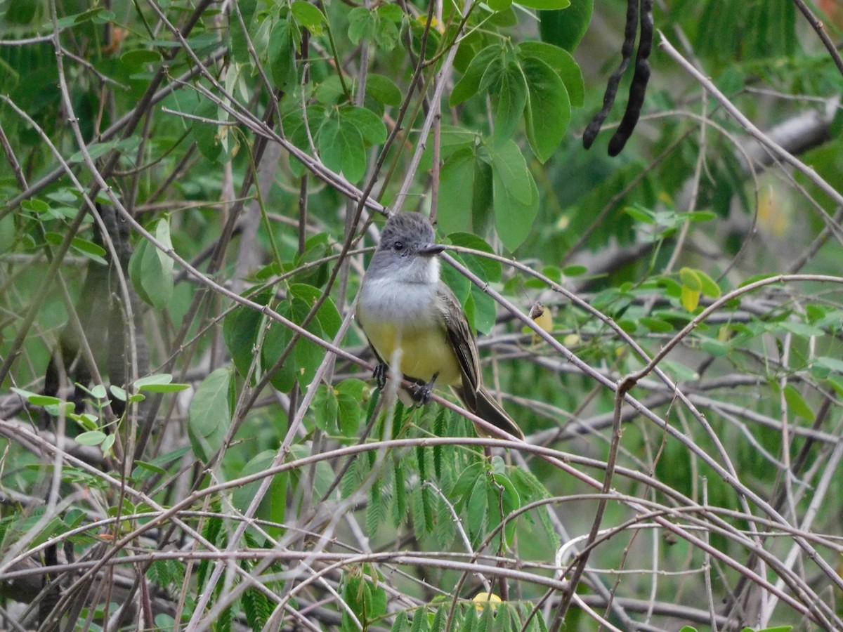 Sooty-crowned Flycatcher - ML641862428