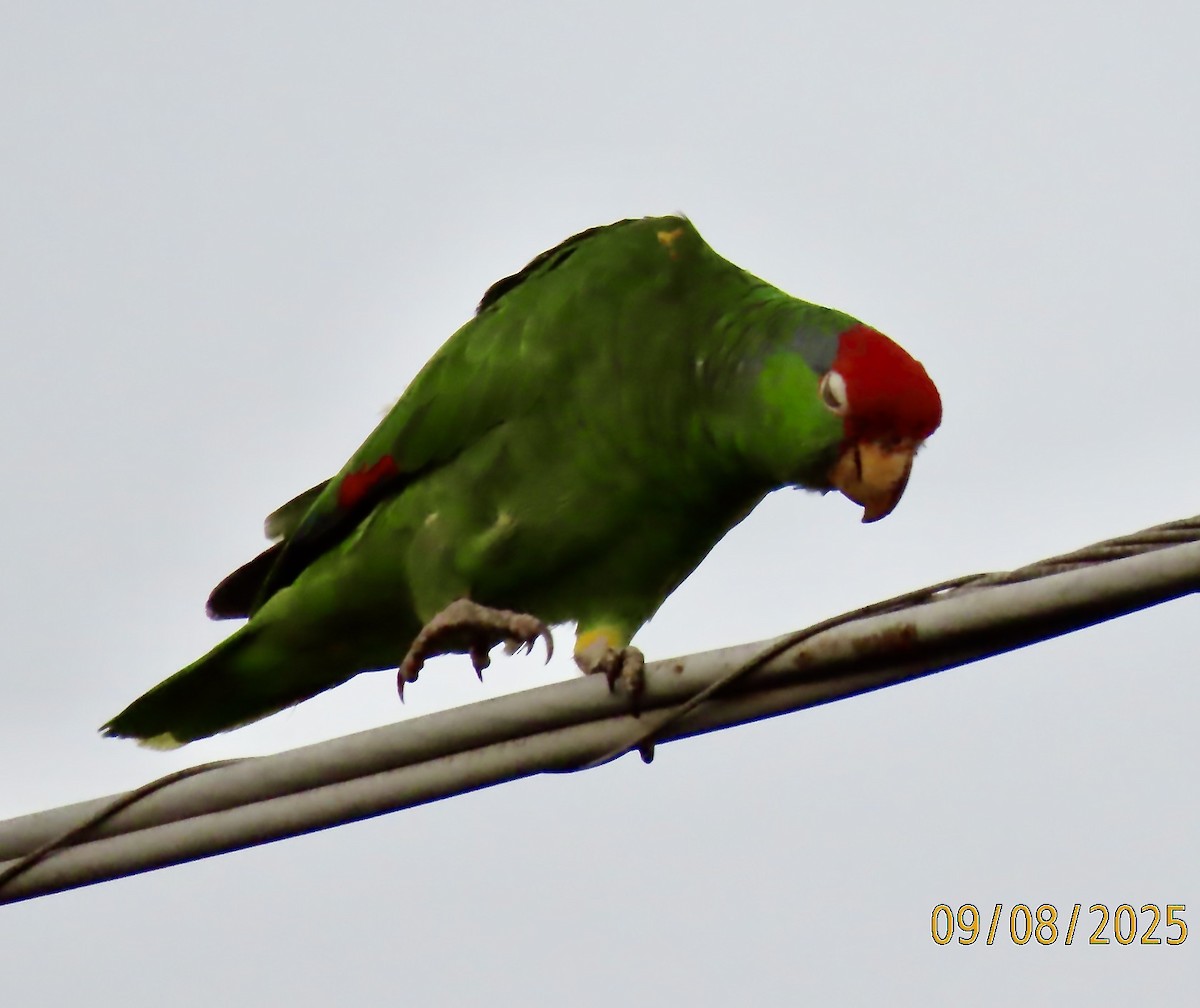 メキシコアカボウシインコ - ML641862429