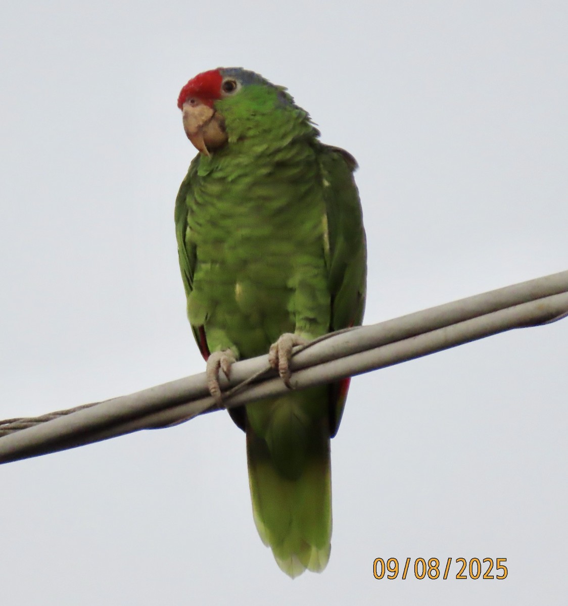 メキシコアカボウシインコ - ML641862430