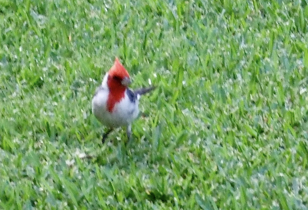 Red-crested Cardinal - ML641862431