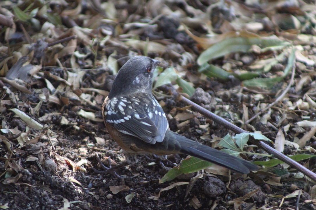 Spotted Towhee - ML641862456