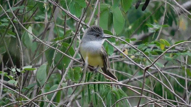 Sooty-crowned Flycatcher - ML641862458