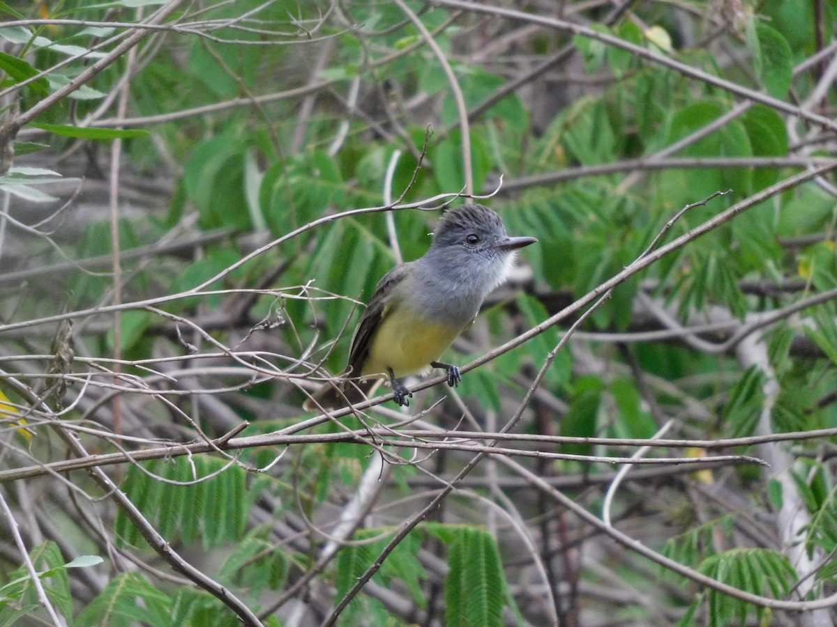 Sooty-crowned Flycatcher - ML641862460