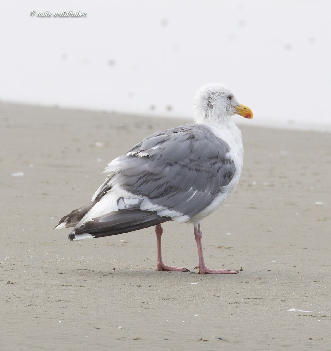 Glaucous-winged Gull - ML641862464