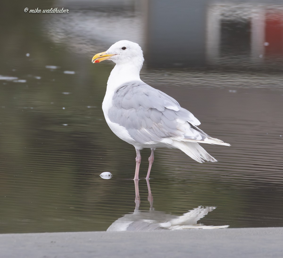 Glaucous-winged Gull - ML641862465