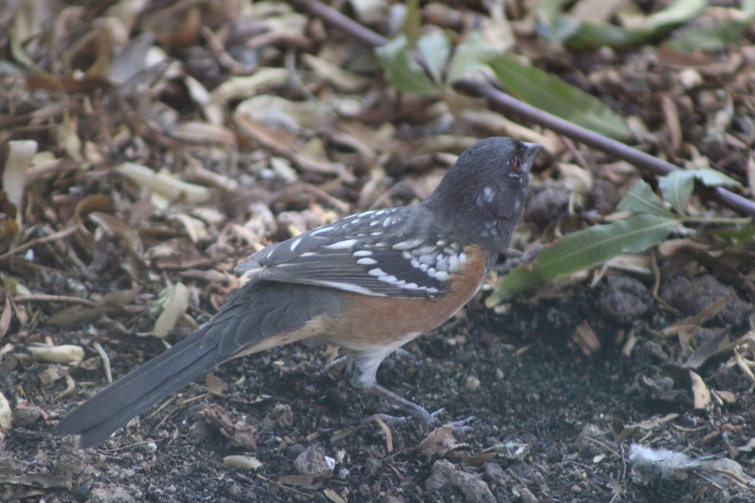 Spotted Towhee - ML641862466