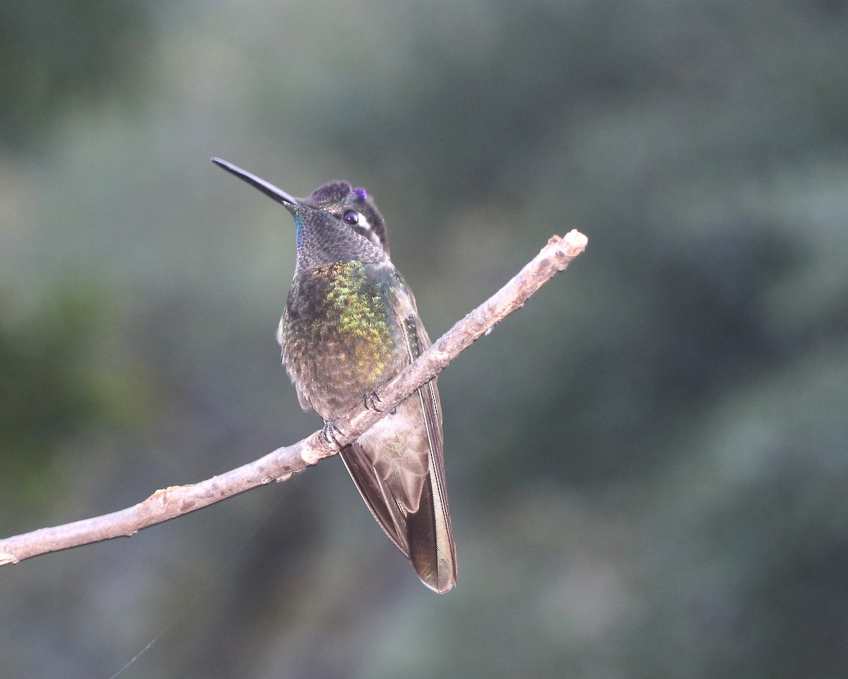 Rivoli's Hummingbird - ML641862489