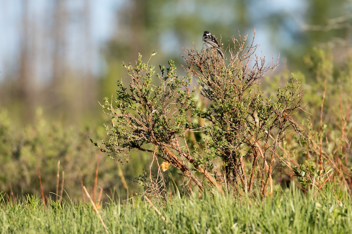 Pallas's Bunting - ML641862520