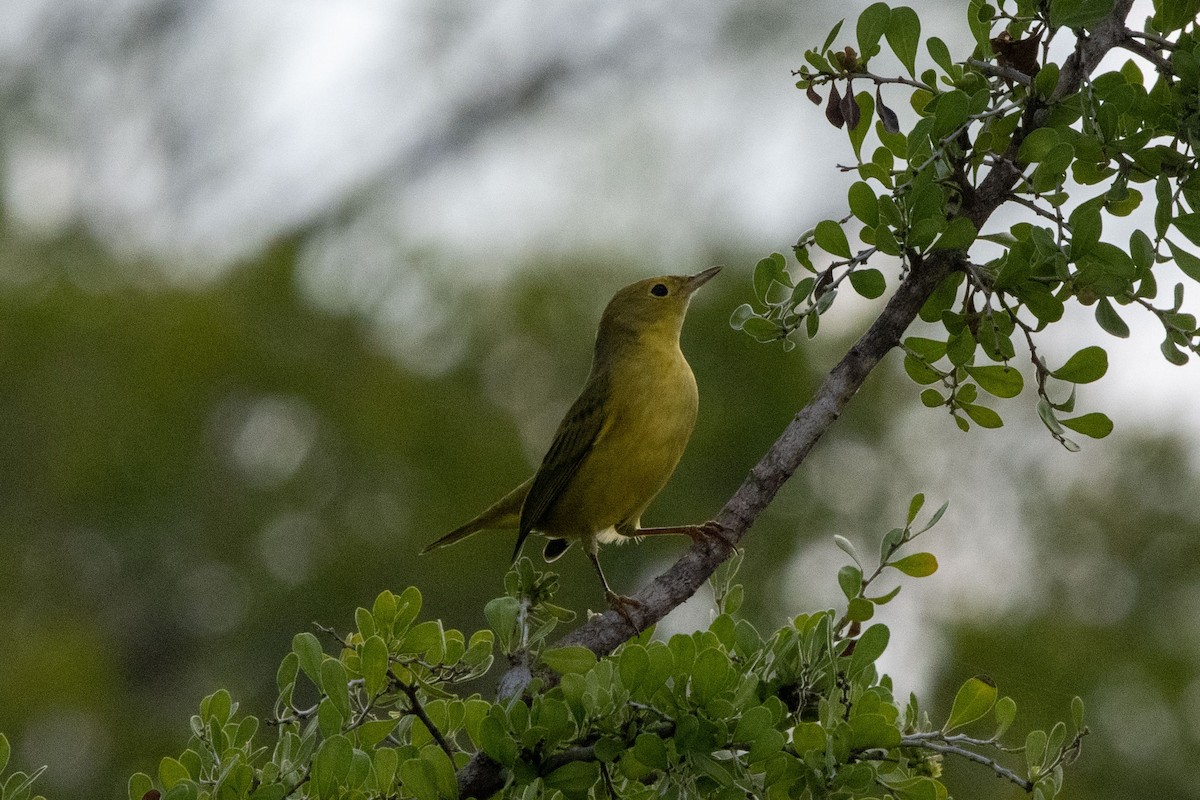 Northern Yellow Warbler - ML641862535