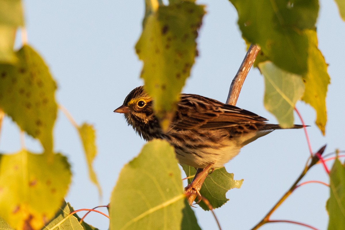 Savannah Sparrow - ML641862542