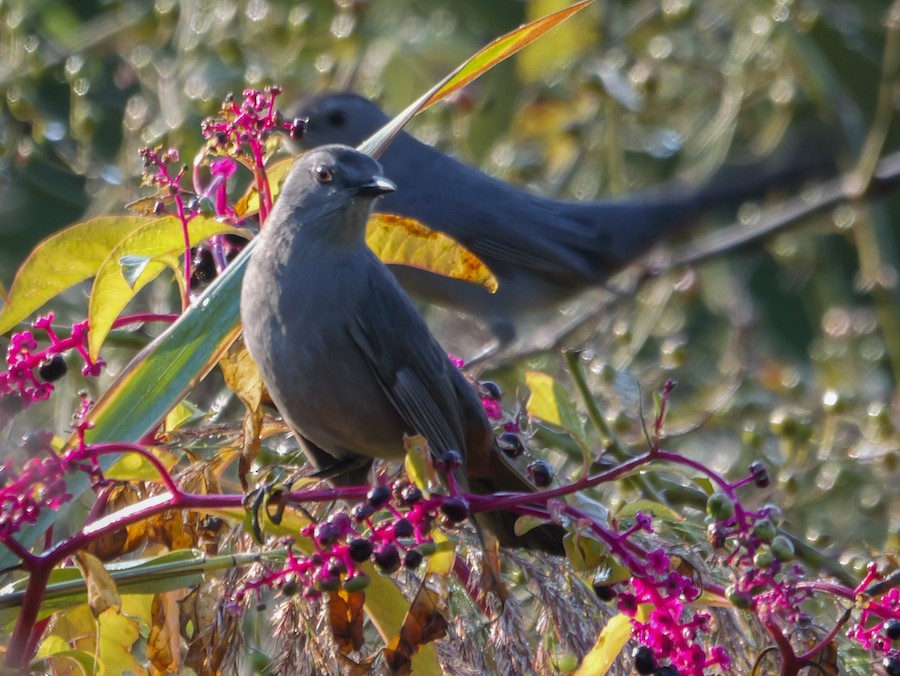 Gray Catbird - Roger Horn